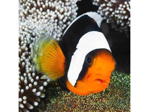 neuveden: Pohlednice 3D Panda Clownfish