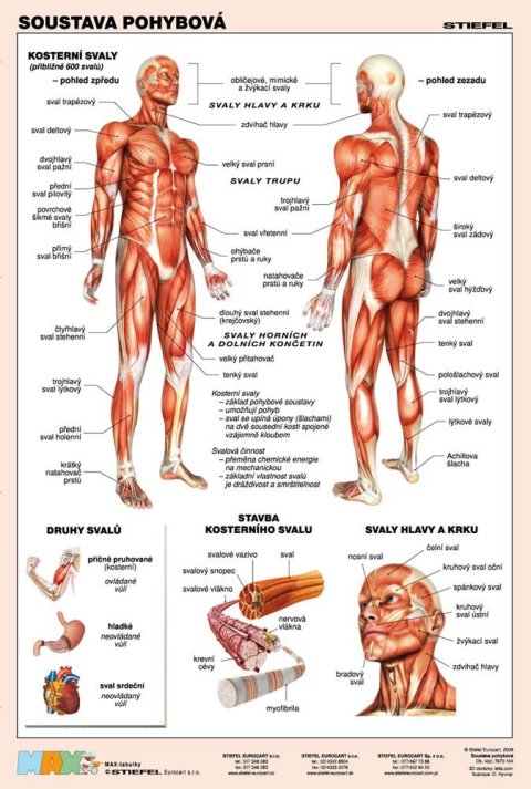 neuveden: Pohybová soustava