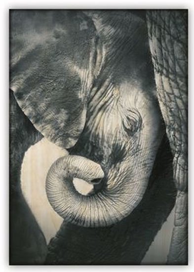 neuveden: Obraz dřevěný: Little Elephant (340x485)