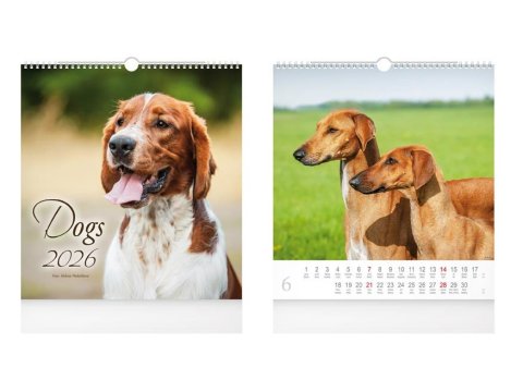 neuveden: Dogs 2026 - nástěnný kalendář
