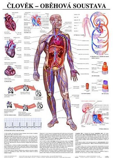 neuveden: Plakát - Člověk - oběhová soustava