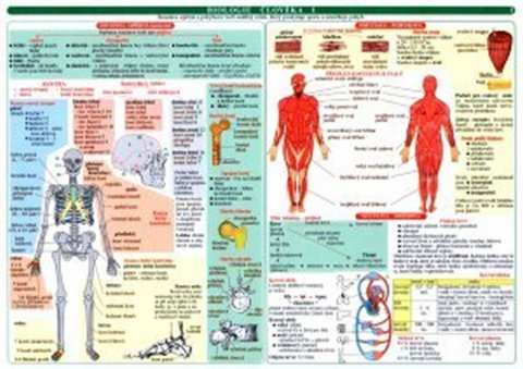 Konětopský Antonín: Tabulka - biologie člověka Konětopský Antonín: Tabulka - biologie člověka