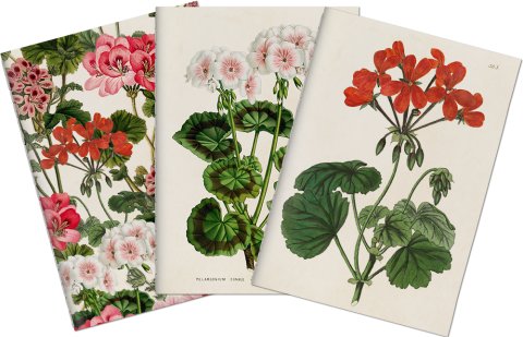 -: Sada tří notýsků Geranium