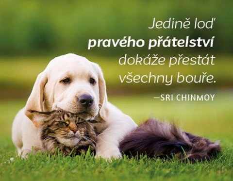 Chinmoy Sri: Magnet na lednici - Jedině loď pravého přátelství dokáže přestát všechny bo