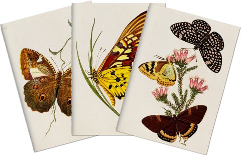 -: Sada tří notýsků Butterflies