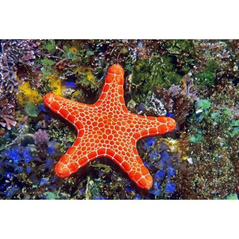 neuveden: Pohlednice 3D Asteroidea
