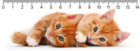 neuveden: Pravítko 3D Two Ginger Kitten