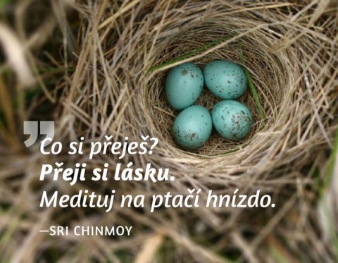 Chinmoy Sri: Magnet na lednici - Co si přeješ? Přeji si lásku. Medituj na ptačí hnízdo.