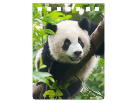 neuveden: Panda notebook A7