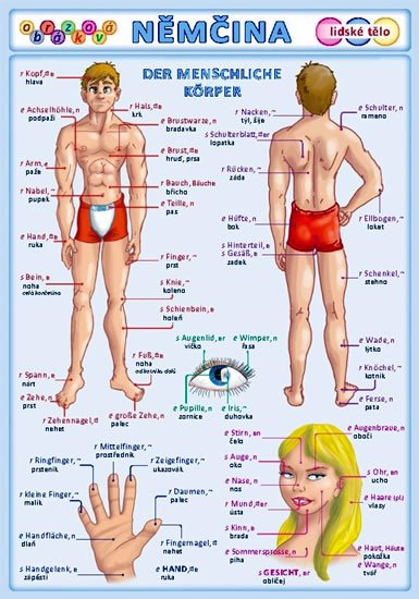 kolektiv autorů: Obrázková němčina 3 - Lidské tělo