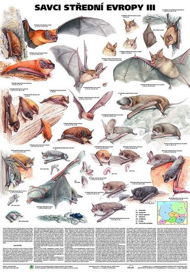 neuveden: Plakát - Savci střední Evropy III- Netopýři