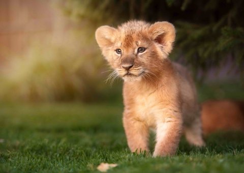 neuveden: Pohlednice 3D Lion Prince