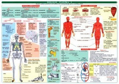 neuveden: Tabulka - biologie člověka