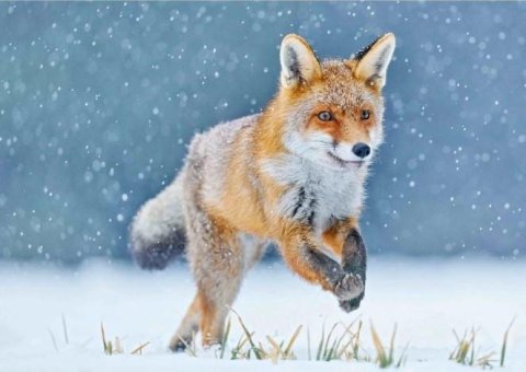 neuveden: Pohlednice 3D - Running Fox