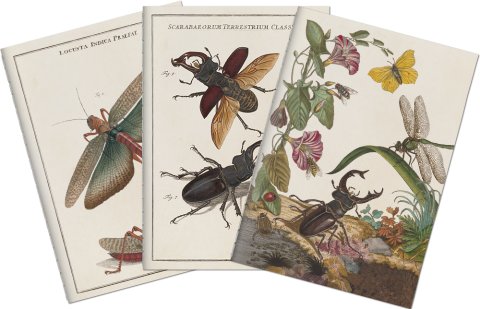 -: Sada tří notýsků Insects