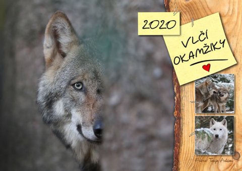 Askani Tanja: Kalendář 2020 - Vlčí okamžiky