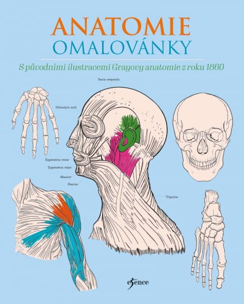 Gray Henry: Anatomie omalovánky