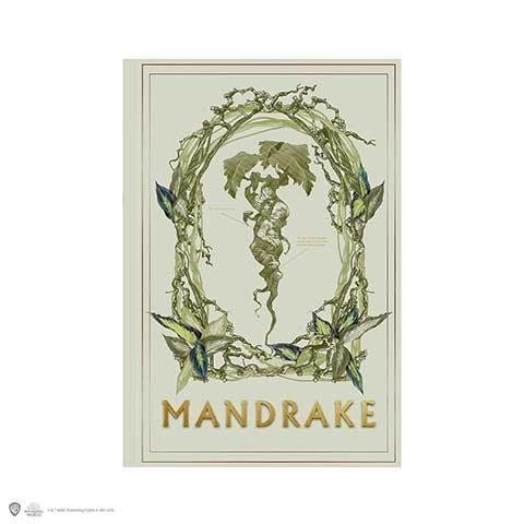 neuveden: Harry Potter zápisník A5 - Mandragora