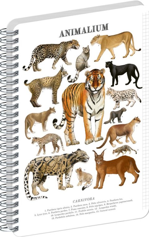 : Spirálový blok Animalium - Kočkovité šelmy, čtverečkovaný, A4