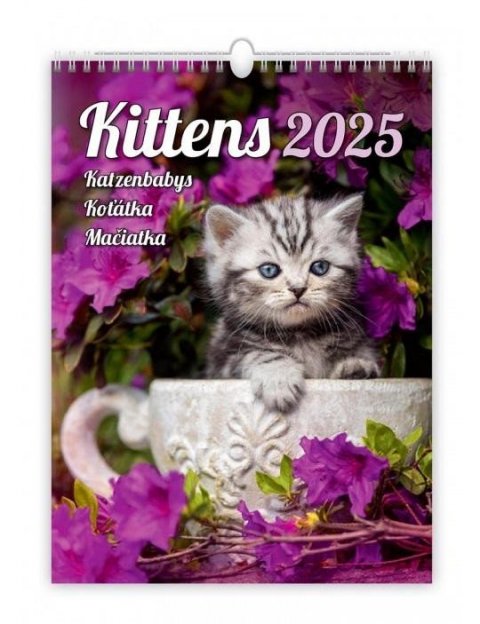 neuveden: Kalendář nástěnný 2025 - Kittens / Katzenbabys / Koťátka / Mačičky