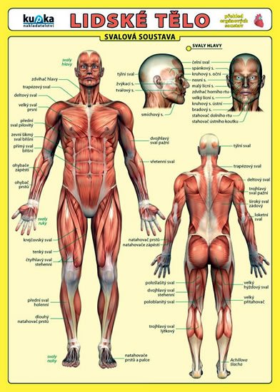 kolektiv autorů: Lidské tělo - Přehled orgánových soustav - Svalová soustava