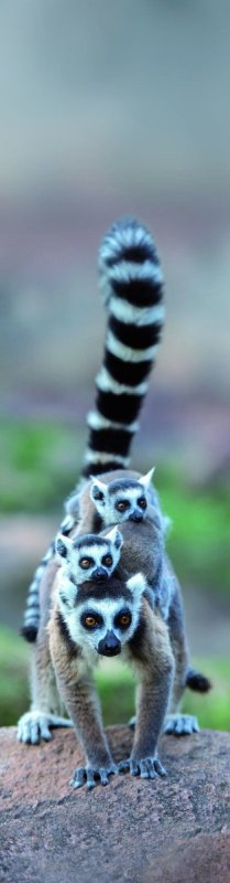neuveden: Záložka 3D - Lemur Family