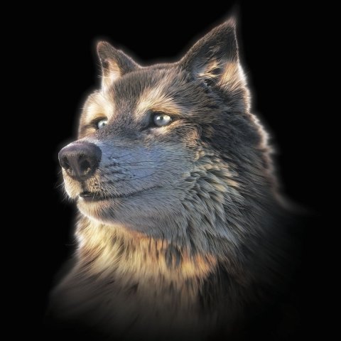 neuveden: Pohlednice 3D Wolf Selfie Square