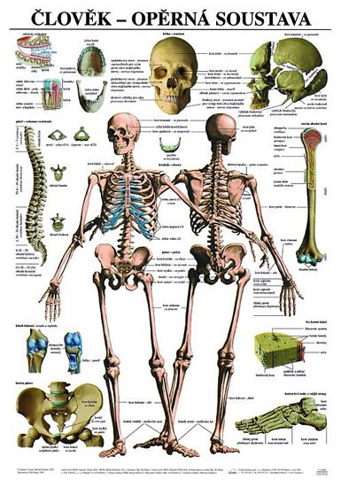 neuveden: Plakát - Člověk - Opěrná soustava