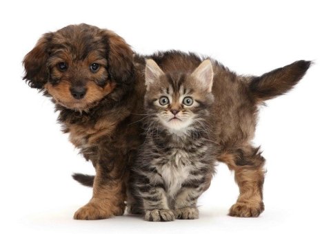 neuveden: Pohlednice 3D - Golden Doodle