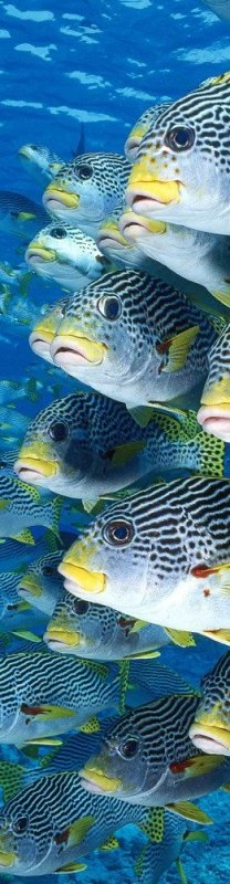 neuveden: Záložka 3D Sweetlips