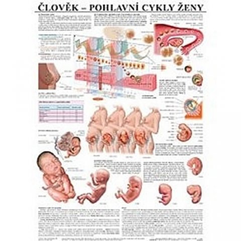 neuveden: Plakát - Člověk - Pohlavní cykly ženy neuveden: Plakát - Člověk - Pohlavní cykly ženy
