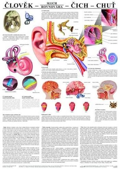 neuveden: Plakát - Člověk - sluch - čich - chuť