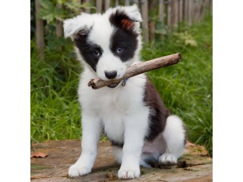 neuveden: Magnet 3D Border Collie