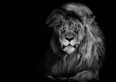 neuveden: Pohlednice 3D Lion