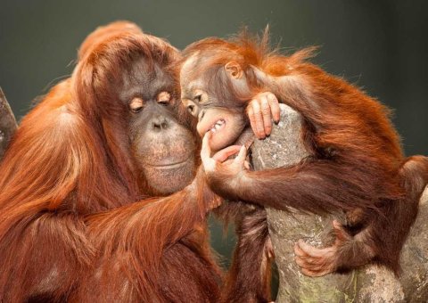 neuveden: Pohlednice 3D Orangutani