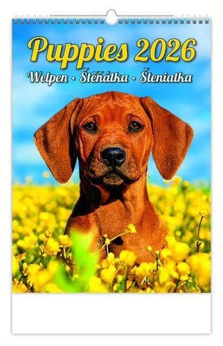 neuveden: Kalendář nástěnný 2026 - Puppies/Welpen/Štěňátka/Šteniatka