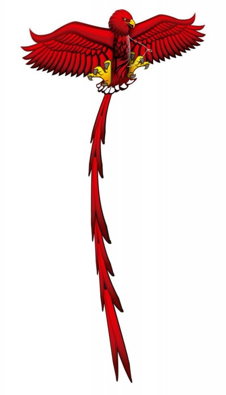 neuveden: Létající Drak Pop Up 3D - Orel