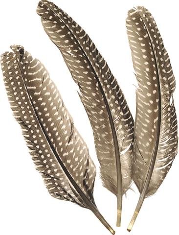 neuveden: Dekorativní peříčka bažantí - kropenatá 8 ks / 1 5- 20 cm neuveden: Dekorativní peříčka bažantí - kropenatá 8 ks / 1 5- 20 cm