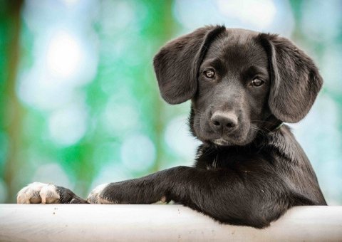 neuveden: Pohlednice 3D Model puppy