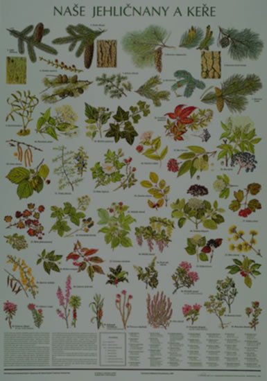 neuveden: Plakát - Naše jehličnany a keře