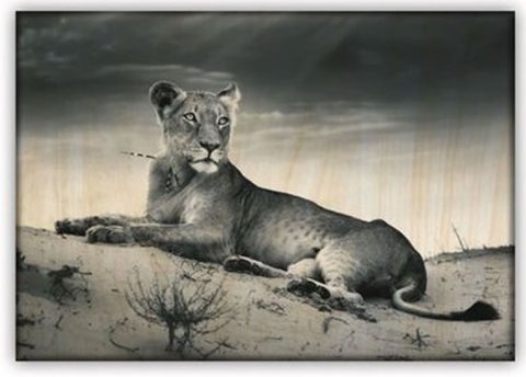 neuveden: Obraz dřevěný: Lioness, 485x340