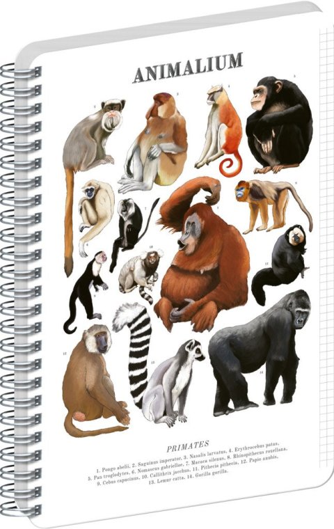 : Spirálový blok Animalium - Primáti, čtverečkovaný, A5