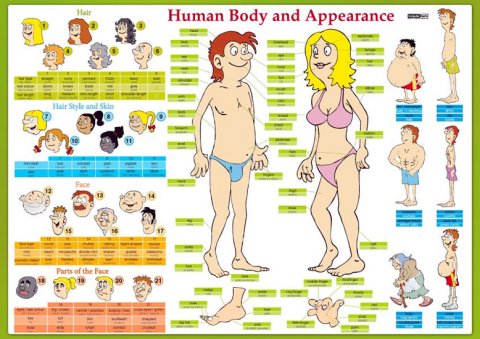 Tinková Eva: Human Body and Appearance / Lidské tělo - Naučná karta Tinková Eva: Human Body and Appearance / Lidské tělo - Naučná karta