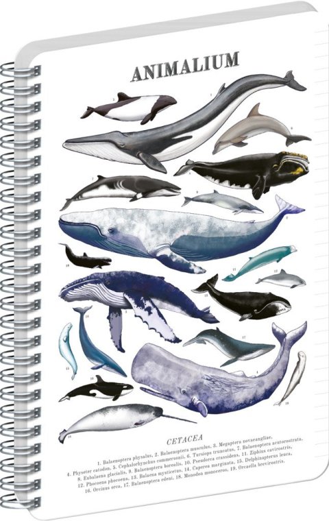 : Spirálový blok Animalium - Pod mořem, linkovaný, A4