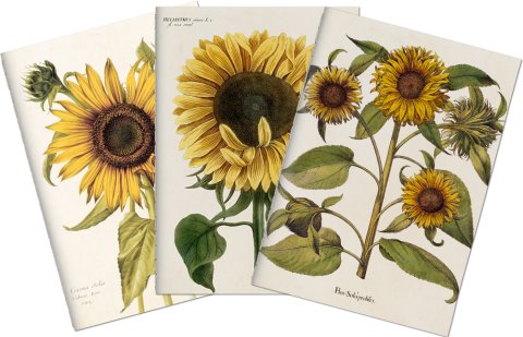 -: Sada tří notýsků Sunflowers