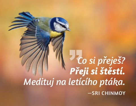 Chinmoy Sri: Magnet na lednici - Co si přeješ? Přeji si štěstí. Medituj na letícího pták