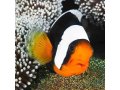 neuveden: Pohlednice 3D Panda Clownfish