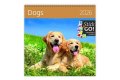neuveden: Kalendář nástěnný plánovací 2026 - Dogs