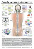 neuveden: Plakát - Člověk - centrální nervstvo