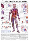 neuveden: Plakát - Člověk - oběhová soustava